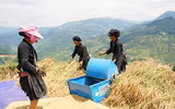 Đồng bào thu hoạch 